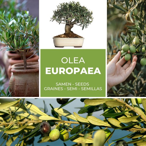 Ulivo albero olio seme - -,