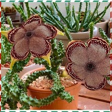 Edithcolea grandis Succulent