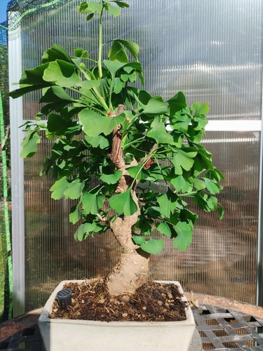 Bonsai ginkgo biloba kifu - di,