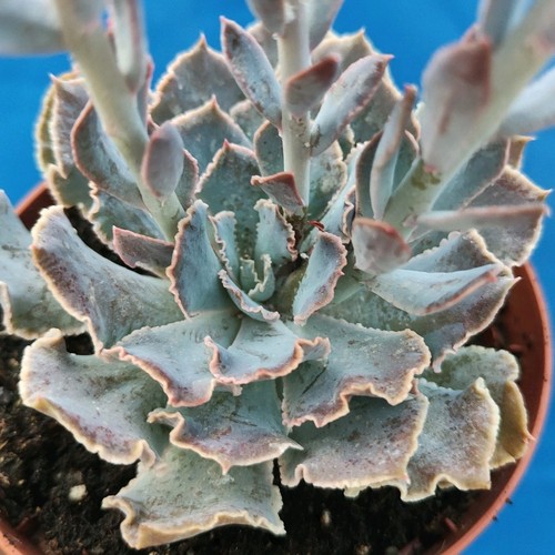 Echeveria purple dance pot - echeveria,