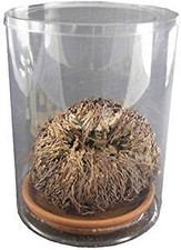 5 pezzi Rosa di Jericho SIGNUM Gerico Rosa Deserto Fiore Resurrezione Pianta