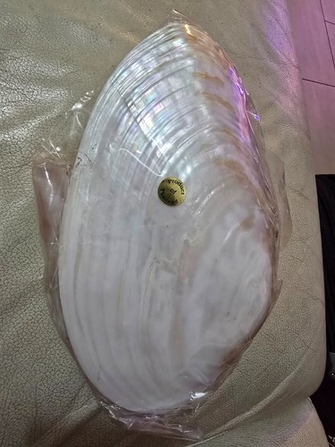 Conchiglia madreperla - in,