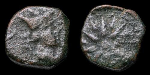 Malaca sestante - sestante,