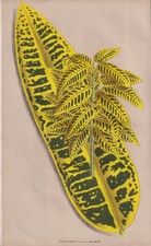 Wunderstrauch Croton Kroton