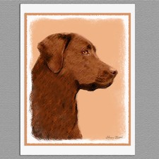 6 Labrador Retriever Chocolate