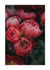 Stampe Rosa Fiori Stampa