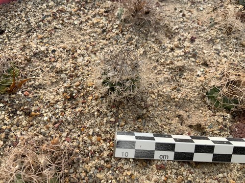 Turbinicarpus pseudomacrochele