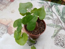 Dioscorea elephantipes - dioscorea,