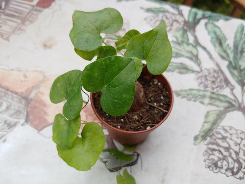 Dioscorea elephantipes - dioscorea,
