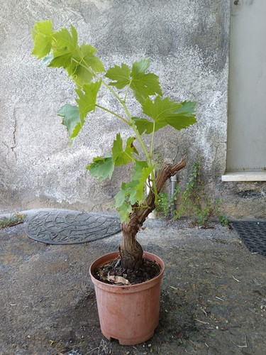 Vite uva bonsai - bonsai, vaso