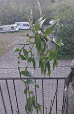Dendrobium friedricksianum - ,