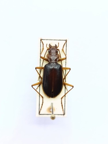 Entomology taxidermy - entomology,