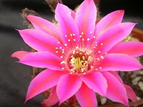 Semi cactus stardust - di, "stardust"