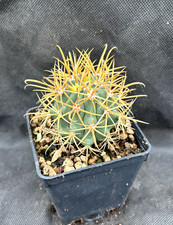Ferocactus chrysacanthus - ferocactus,