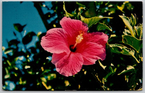 Cartolina epoca 1964 hawaii - cartolina,
