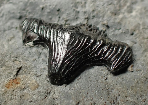 Jurassic hybodont shark's