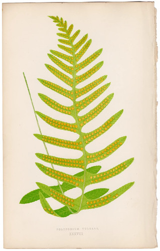 Antica stampa botanica 1872