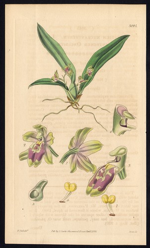 Rara antica stampa