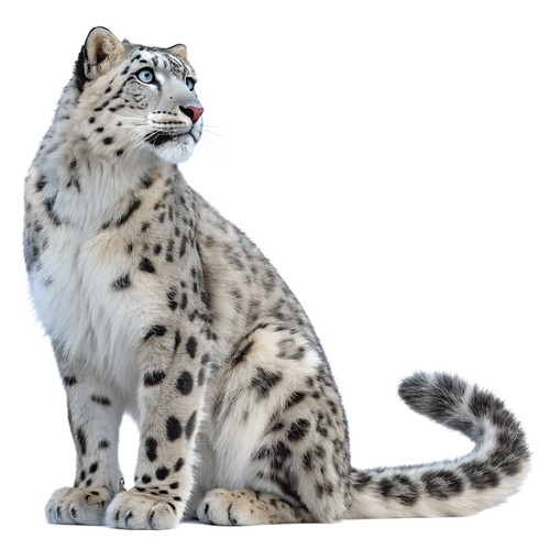Adesivi leopardo delle - leopardo, nevi