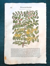 MATTIOLI MATTHIOLI Erbario a figure grandi originale del 1604 RHAMNO TERZO