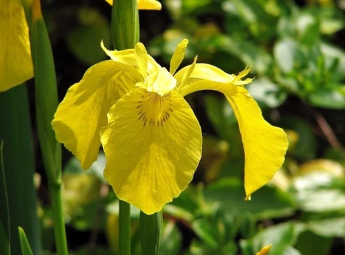 Photo 6x4 yellow iris - 6x4,