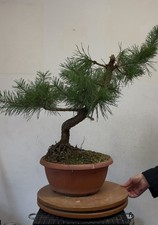 Pino silvestre bonsai - pino,