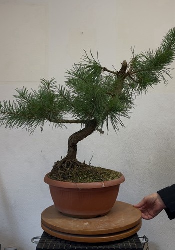 Pino silvestre bonsai - pino,