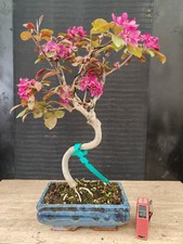 bonsai di melo fiore  rosso
