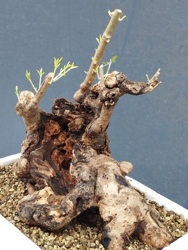 Bonsai olivastro 30x30cm - olivastro,