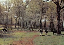 Postcard Ariccia residential