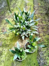 Microsorum siamensis Olio Blu