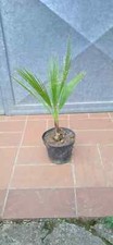 Pianta palma washingtonia - palma,
