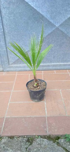 Pianta palma washingtonia - pianta,