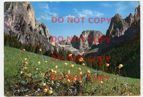 Cartolina dolomiti primiero - ,