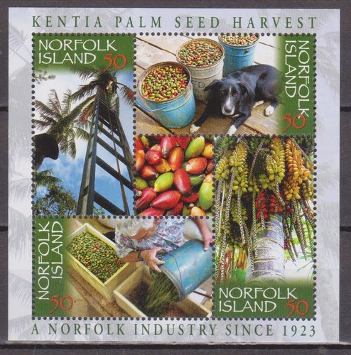 Norfolk isl 2007 kentia foglio - kentia,