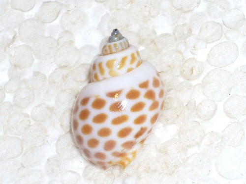 Babylonia spirata amazing - babylonia,
