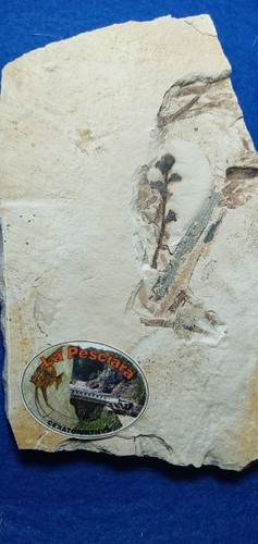 Pianta fossile non - pianta,