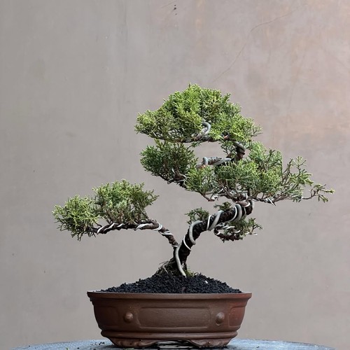 Bonsai juniperus sarganti - di,
