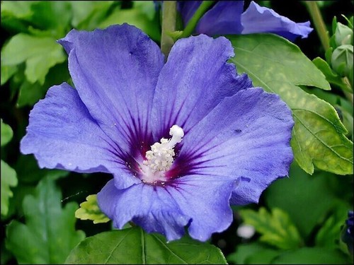 Semi hibiscus syriacus - 30,