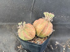 EUPHORBIA OBESA CACTUS PIANTE GRASSE AGAVE SUCCULENTE D12