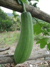 Luffa Spugna Vegetale 50 Semi