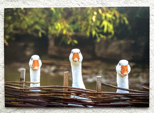 Cartolina postale oca - postale,