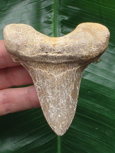 Dente otodus sokolovi - 7,9, cm