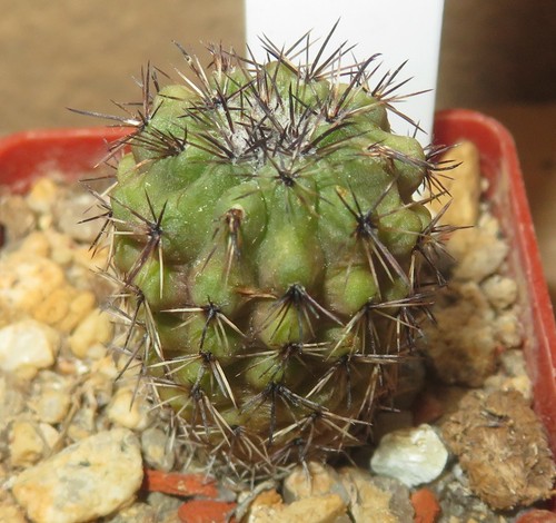 Parodia oculta ka140 - parodia, pianta