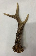 Corno di cervo trofeo caccia 20 cm da collezione arredamento arredo antiquariato