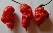 20 semi di Peperoncino T-rex Red Rosso
