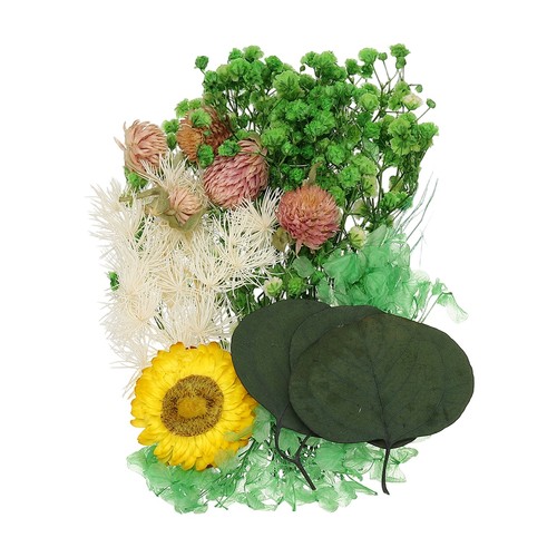 Set fiori secchi pressati - set,