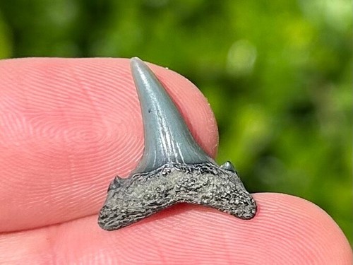 Dente squalo tigre sabbia - di,