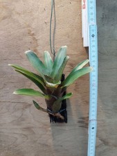Neoregelia Astra, rilegato