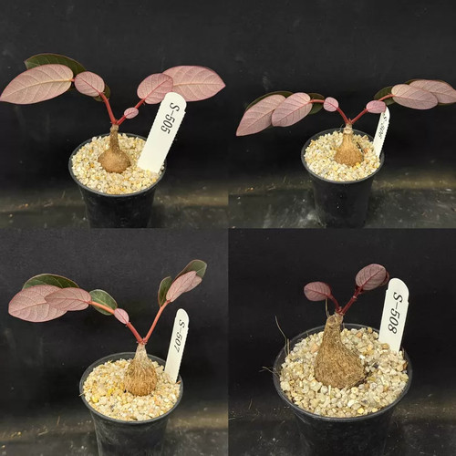 Cm 1 pezzo phyllanthus - cm,